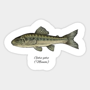 Minnow Sticker